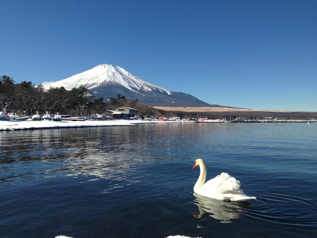 白鳥と湖