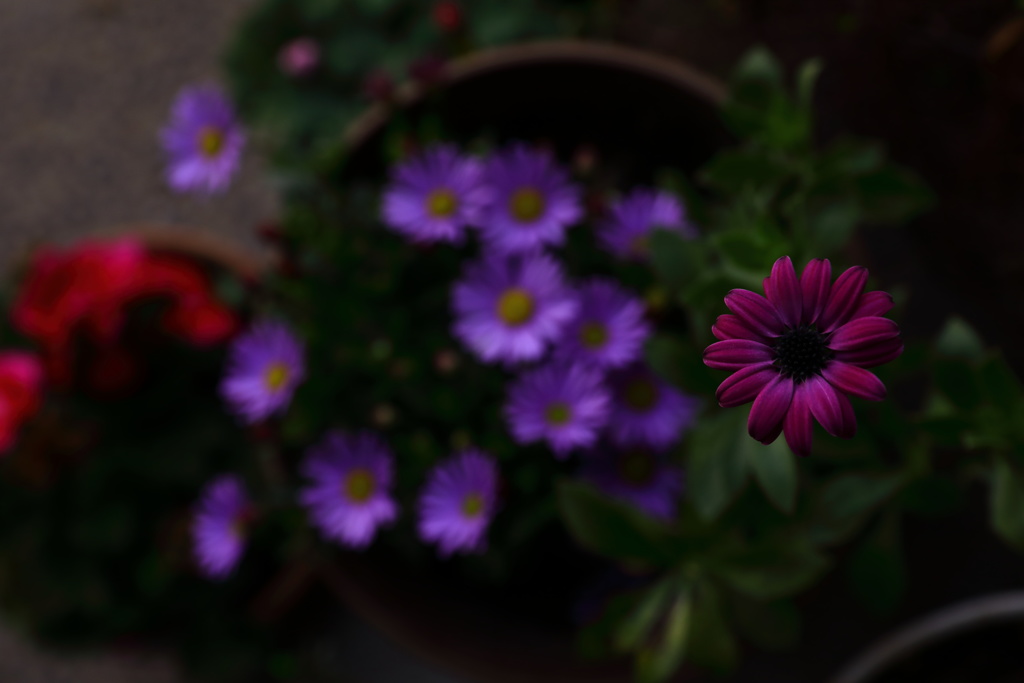 おうちのお花