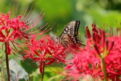 って彼岸花に蜜あるの？