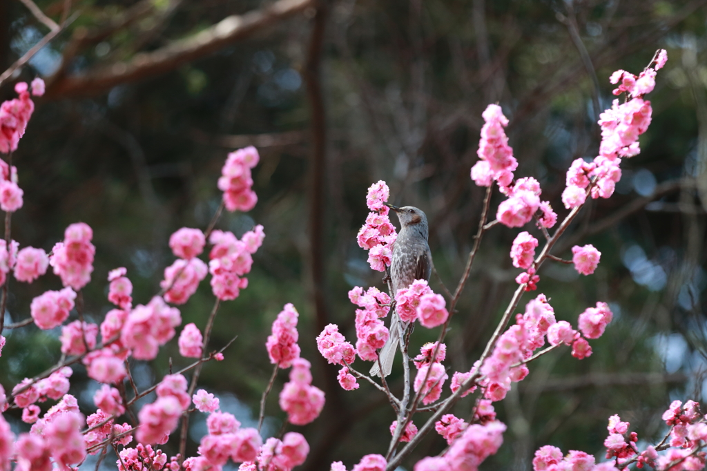 お花美味しい？