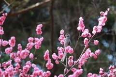 お花美味しい？