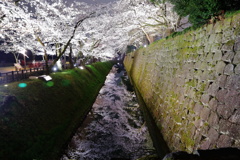 お堀の桜(1)