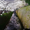 お堀の桜(1)