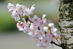 日を浴びてほんのり桜色