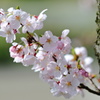 日を浴びてほんのり桜色