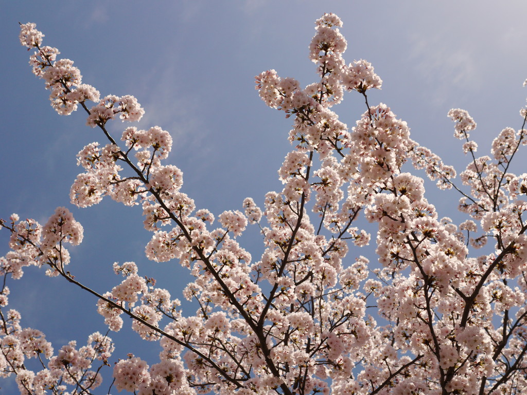 青空と桜
