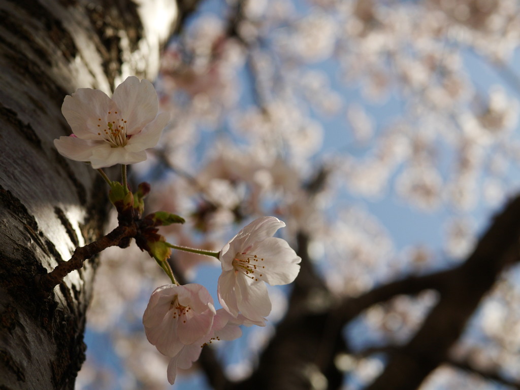小枝に桜