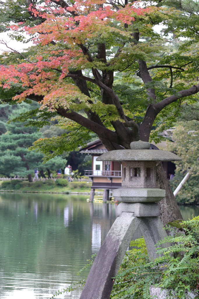 色づく兼六園と徽軫灯籠