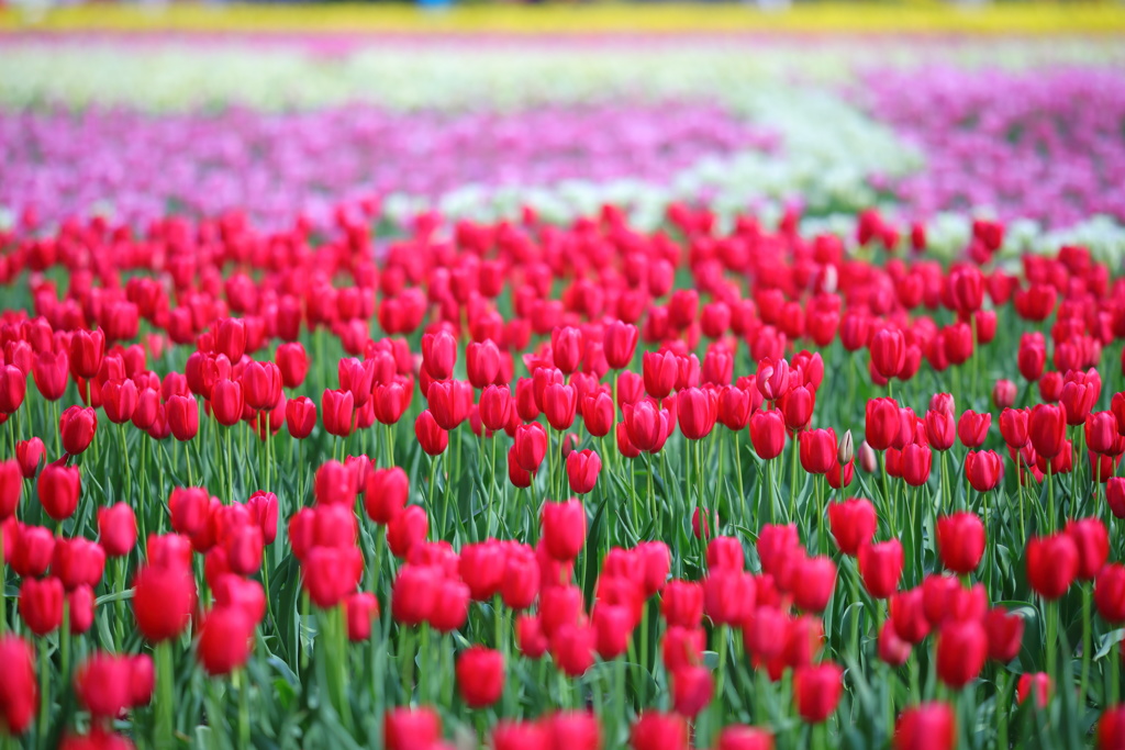 となみチューリップフェア(7)