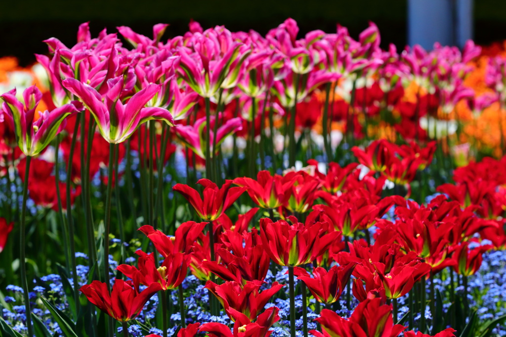 透き通るようなチューリップ