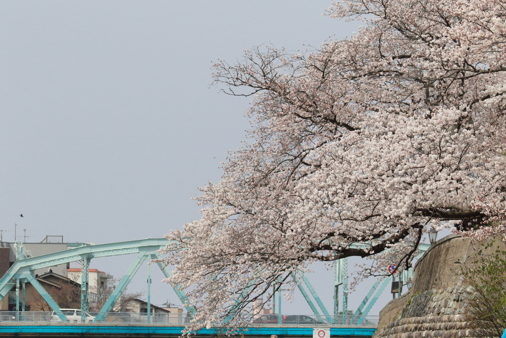 桜と橋