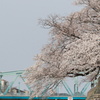 桜と橋