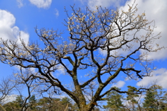 青空と雲と梅