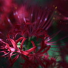 彼岸花(10)