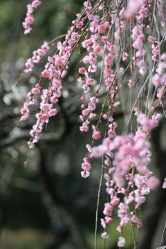 兼六園