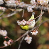 ひっくりかえってチュッ