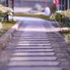 白い彼岸花と参道