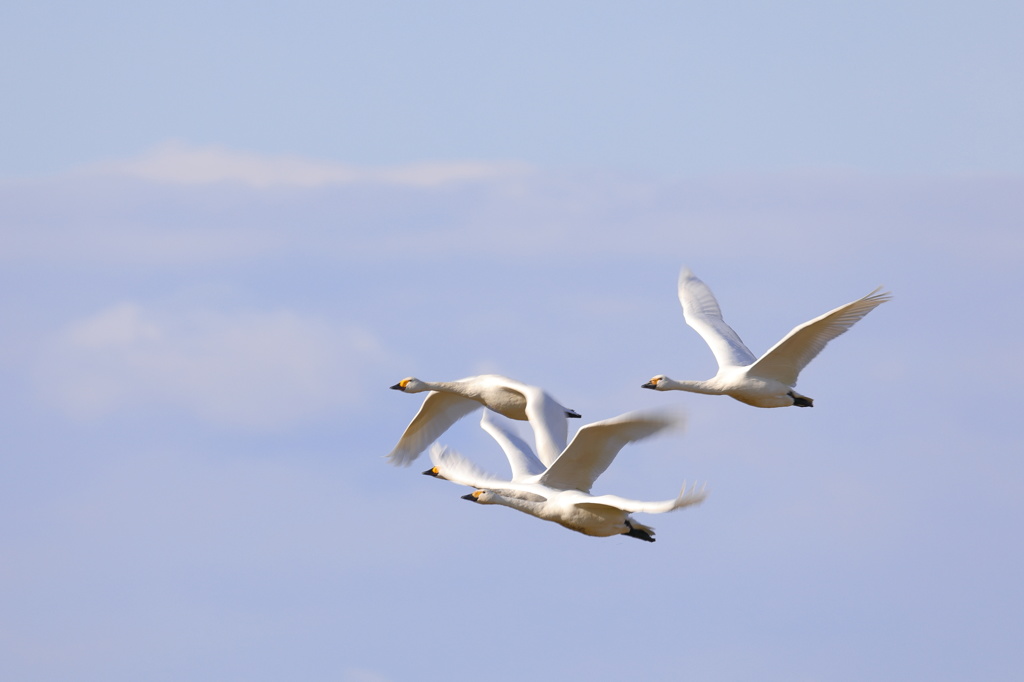 青空と白鳥と