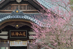 梅
