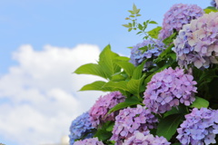 青空と紫陽花