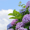 青空と紫陽花
