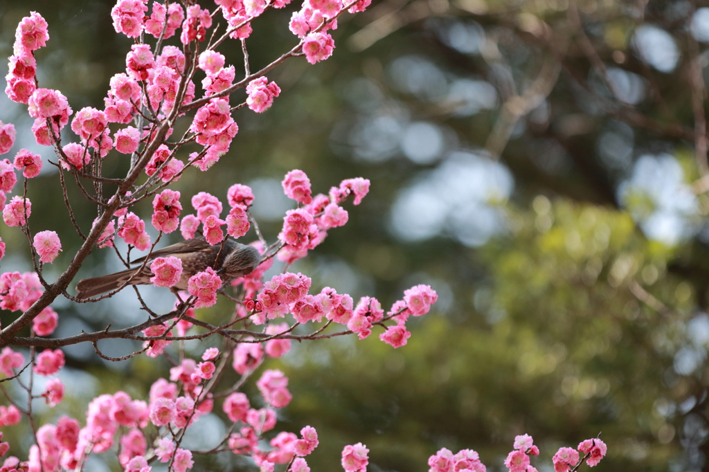 兼六園観光