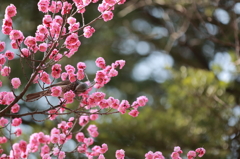 兼六園観光