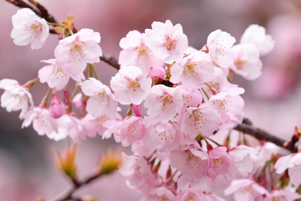 桜と