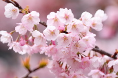 桜と