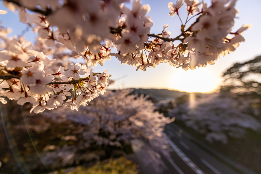 道と桜