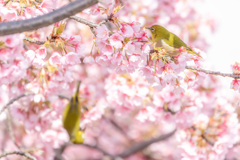 ふわふわな桜のなか