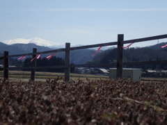 開花前の芝桜と白山