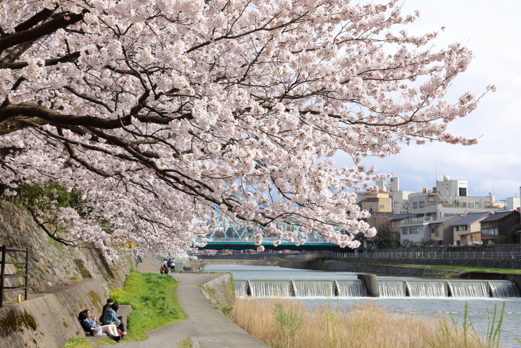川辺の桜