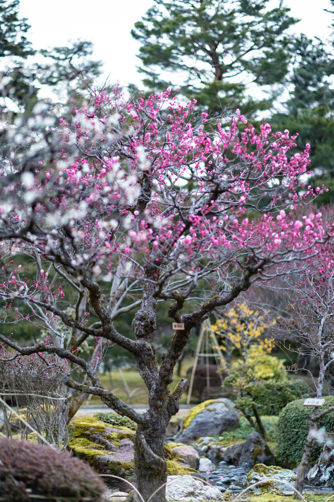 梅