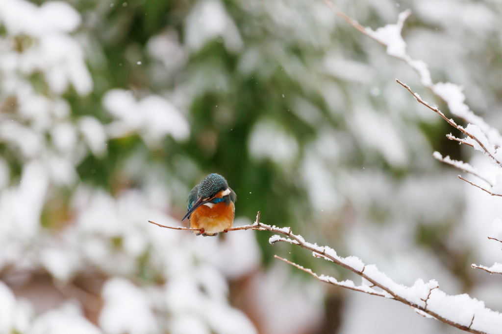 雪景色の中、狙う