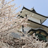 櫓と桜