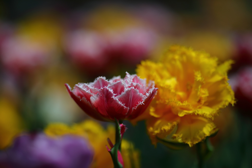 となみチューリップフェア(1)