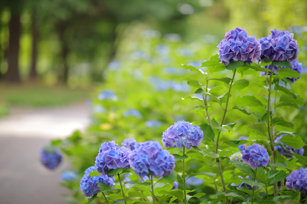 道端の紫陽花
