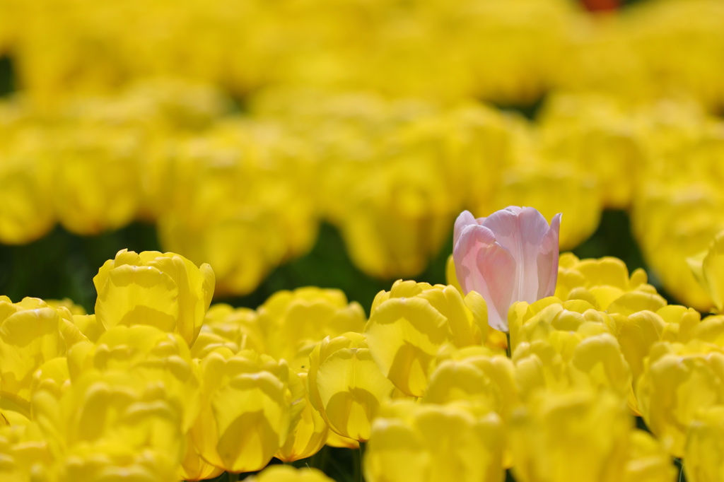 となみチューリップフェア(12)