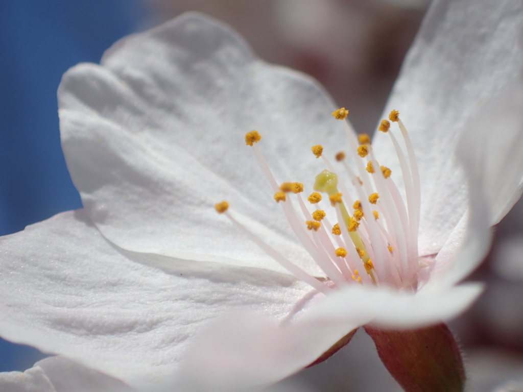 日に輝く花びら