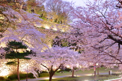 夜桜未満