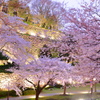 夜桜未満