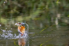 あなたが落としたのはこの銀の魚？