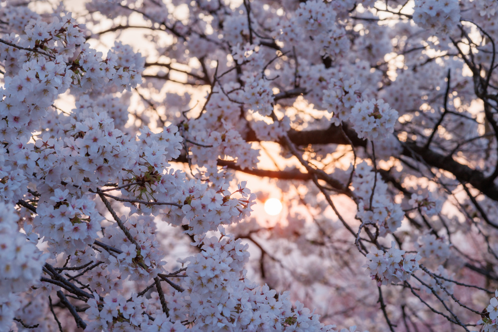 朝日