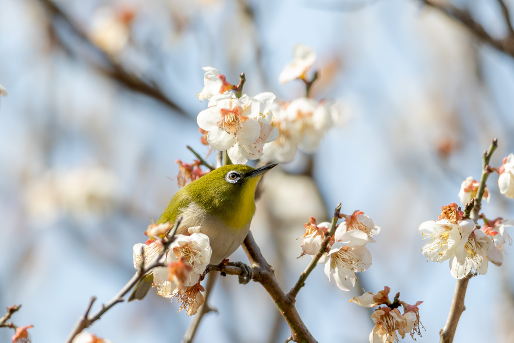 華には目もくれず