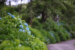 まばら