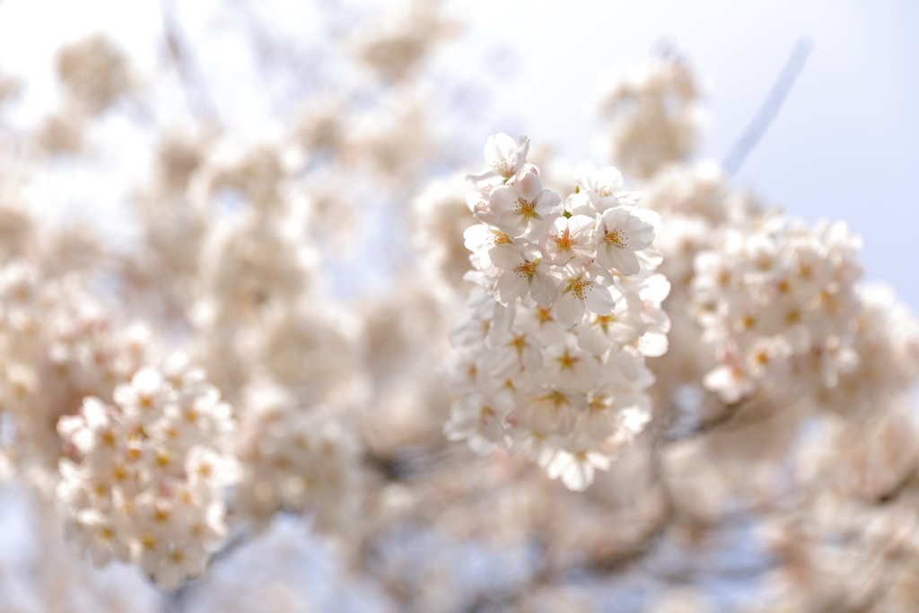 サクラと向き合う