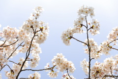 桜　