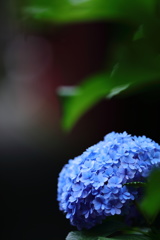 紫陽花