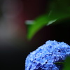 紫陽花